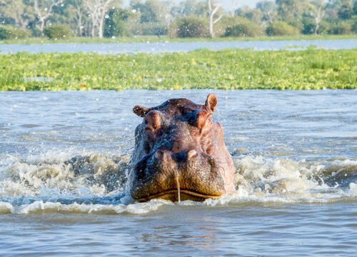 3 Days Nyerere Safari