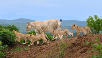 3 Days Mikumi Safari