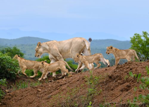 3 Days Mikumi Safari