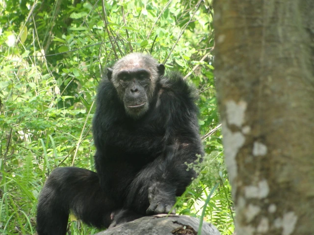 4 Days Mahale Trekking Safari