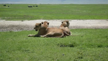Ngorongoro Day Trip Safari