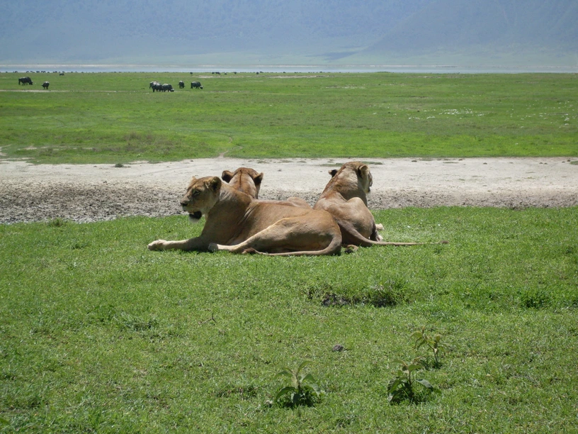 Ngorongoro Day Trip Safari