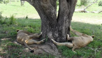 Nyerere Day Trip Flying Safari from Zanzibar
