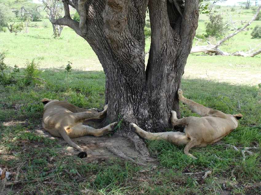 Nyerere Day Trip Flying Safari from Zanzibar