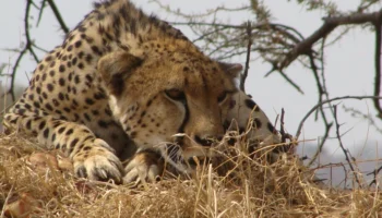 10 Days Nyerere, Udzungwa, Mikumi and Ruaha Safari