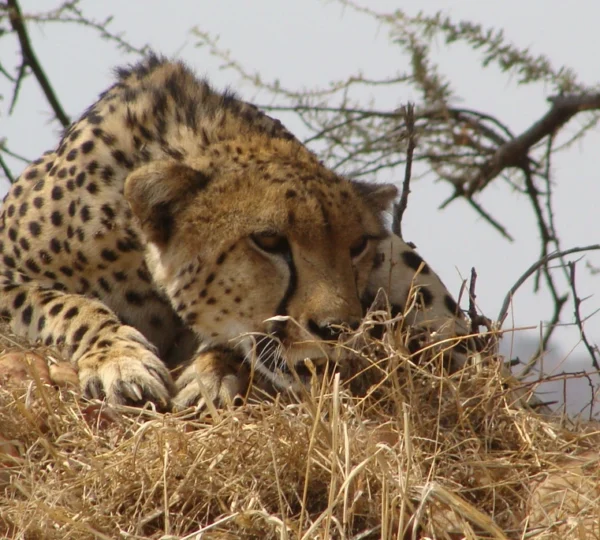 Maapeti Safari Gallery