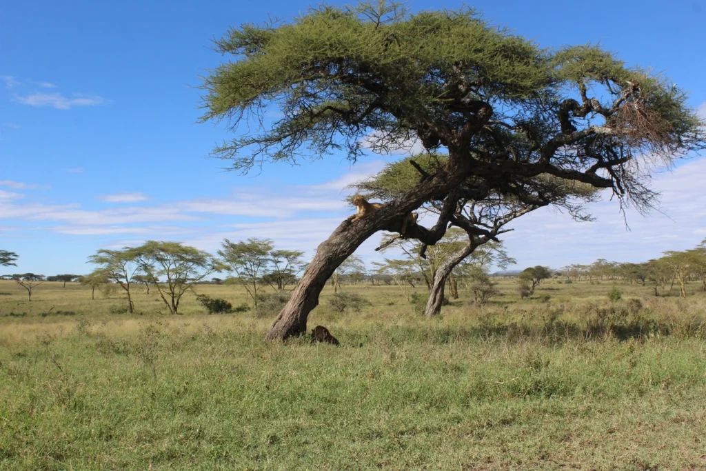 5 Days Tarangire, Ndutu and Ngorongoro Calving Safari