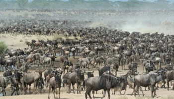 Wildebeest Migration Tanzania