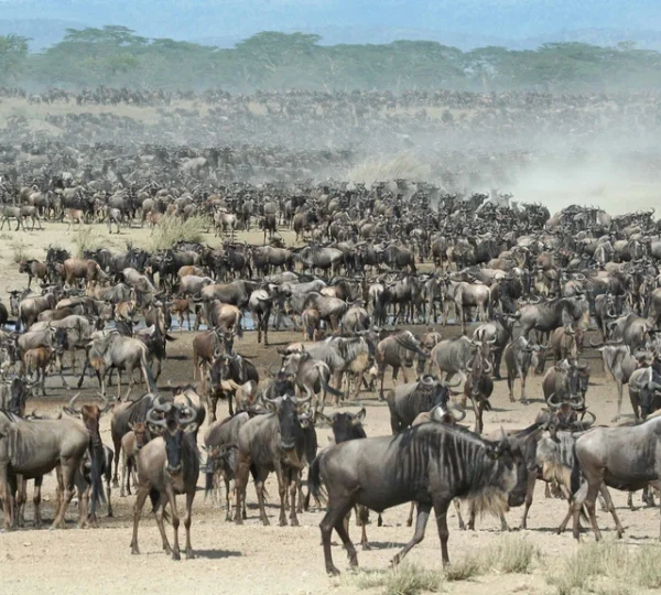 Wildebeest Migration Tanzania