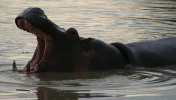 5 Days Nyerere and Mikumi Safari