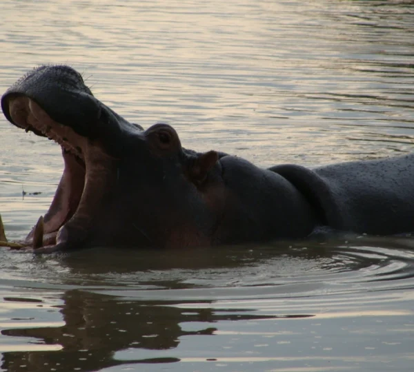 Unforgetful Tanzania