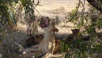 6 Days Tanzania Scenic Safari | Tarangire Serengeti Ndutu Ngorongoro