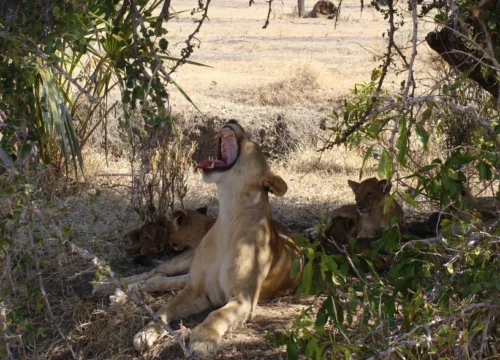 6 Days Tarangire, Ndutu, Serengeti & Ngorongoro Low Season Safari