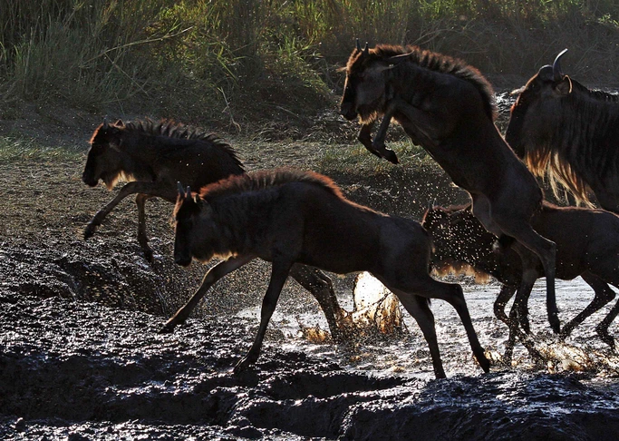 5 Days Tarangire, Serengeti and Ngorongoro Safari