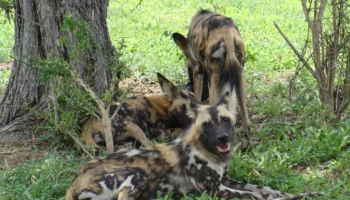 6 Days Nyerere, Udzungwa and Mikumi Safari