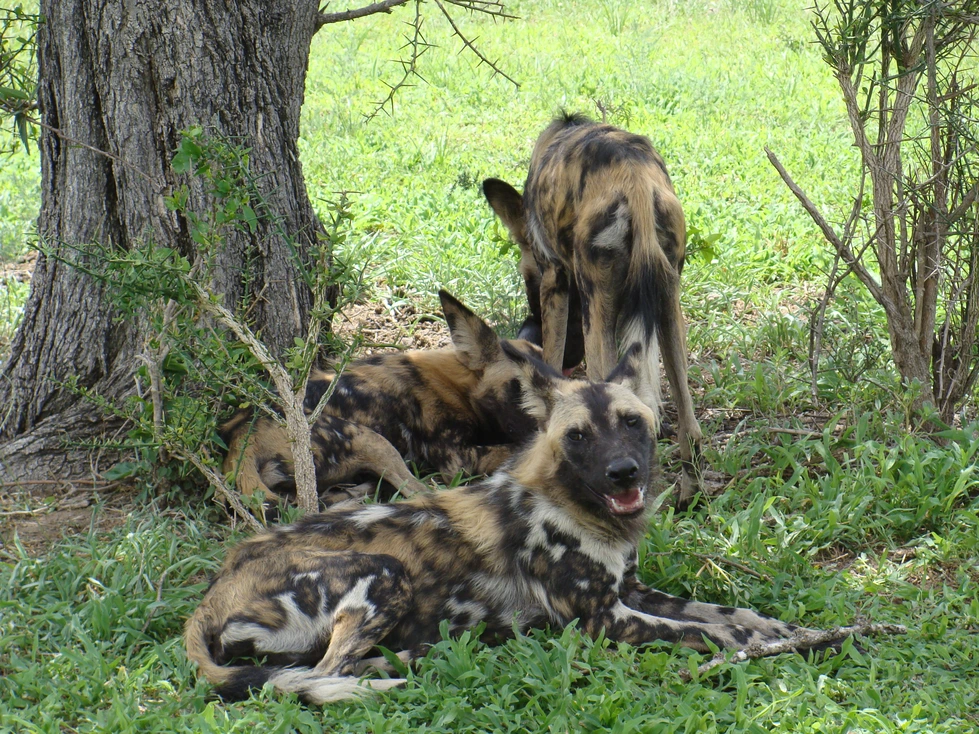 6 Days Nyerere, Udzungwa and Mikumi Safari