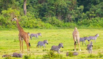 Arusha Day Trip Safari
