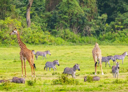 Arusha Day Trip Safari