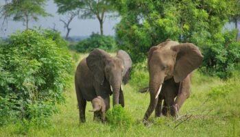 5 Days Mikumi and Ruaha Safari