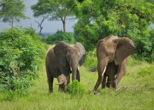 5 Days Mikumi and Ruaha Safari