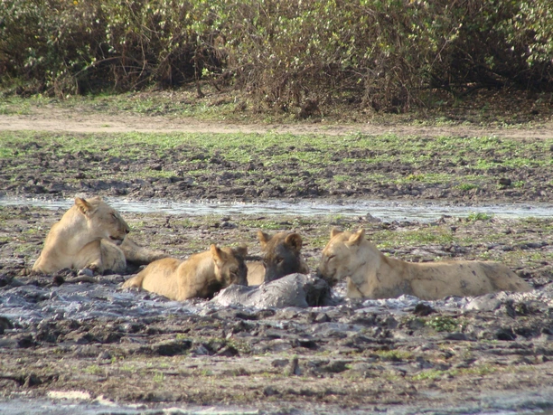3 Days Nyerere Safari