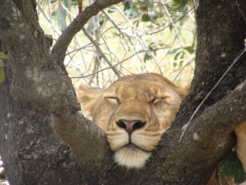 5 Days Mikumi and Ruaha Safari