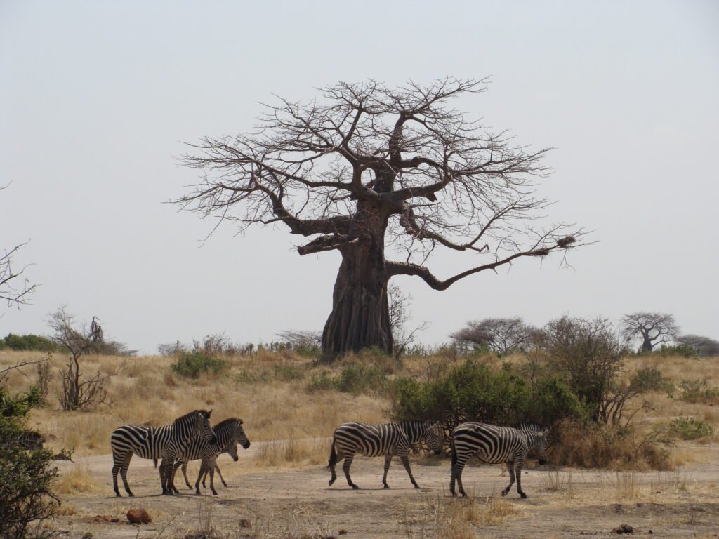 Tarangire Day Trip Safari