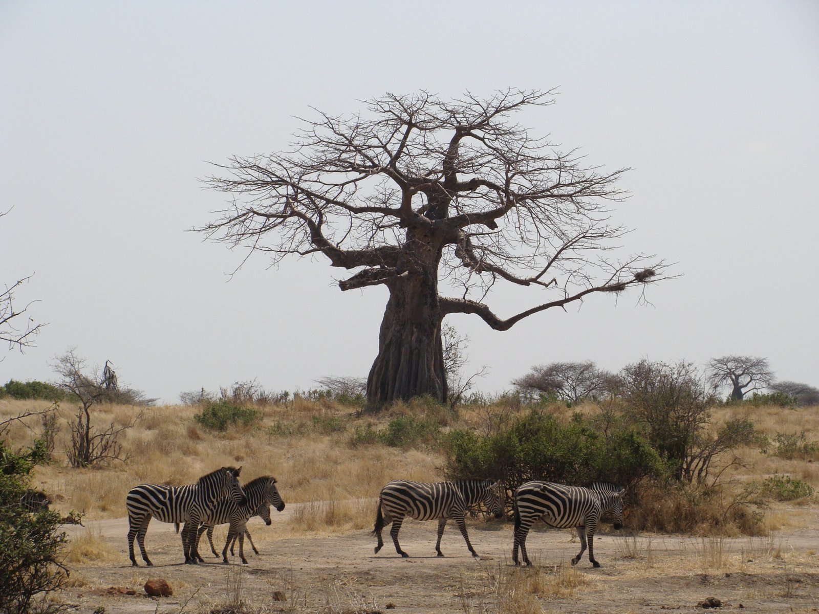 Tarangire Day Trip Safari