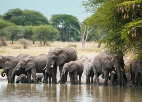Tarangire Day Trip Safari