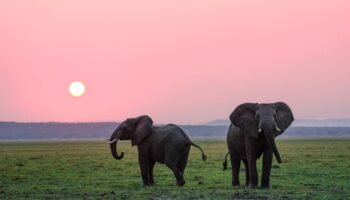 4 Days Tarangire, Ngorongoro and Manyara Safari