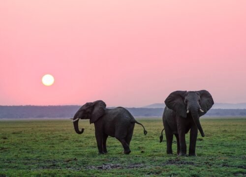 4 Days Tarangire, Ngorongoro and Manyara Safari