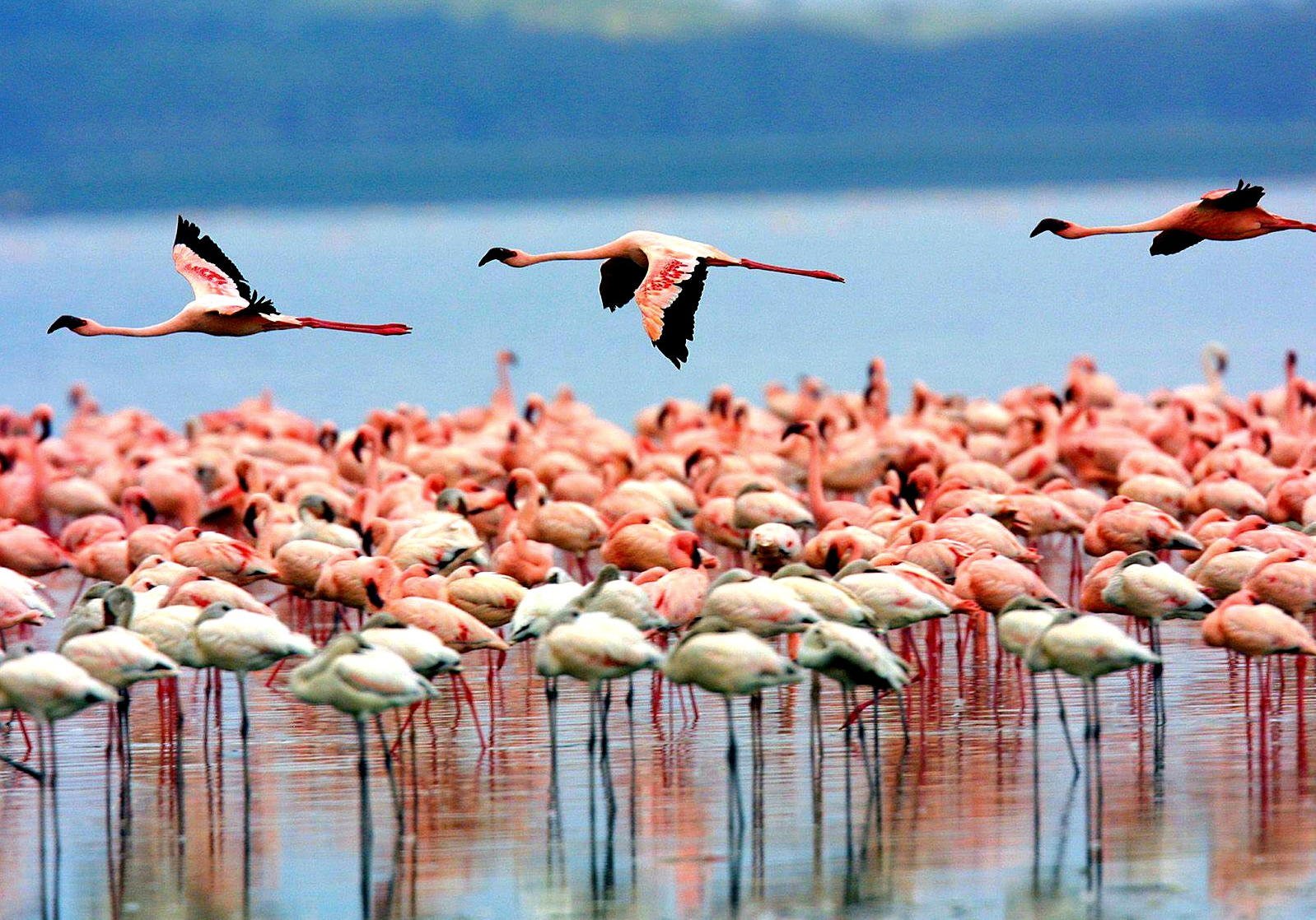 Manyara