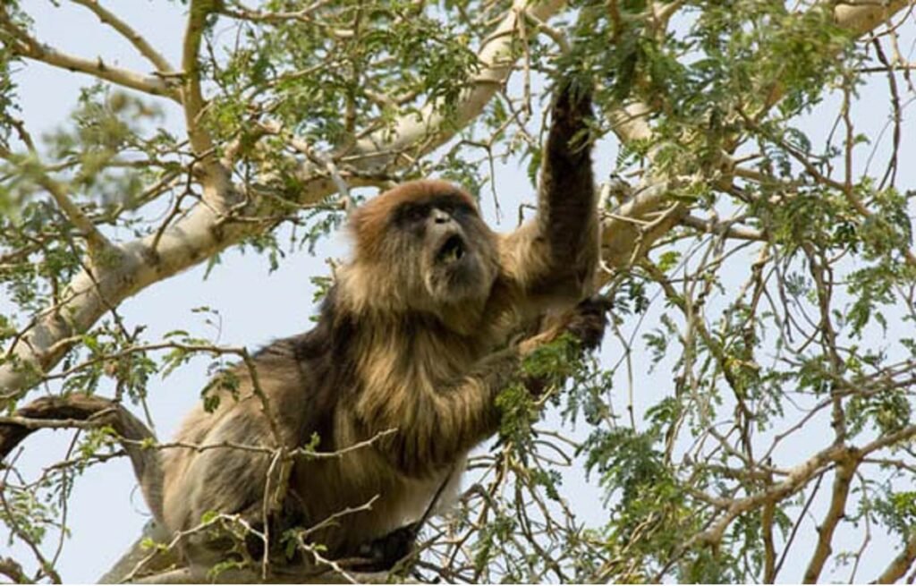 Arusha Day Trip Safari