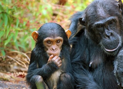 4 Days Mahale Trekking Safari