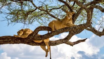 5 Days Tarangire, Serengeti and Ngorongoro Safari