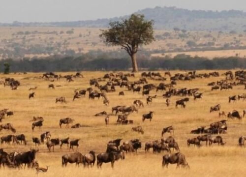 3 Days Serengeti Flying Safari from Arusha