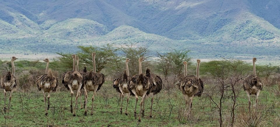 Mkomazi National Park