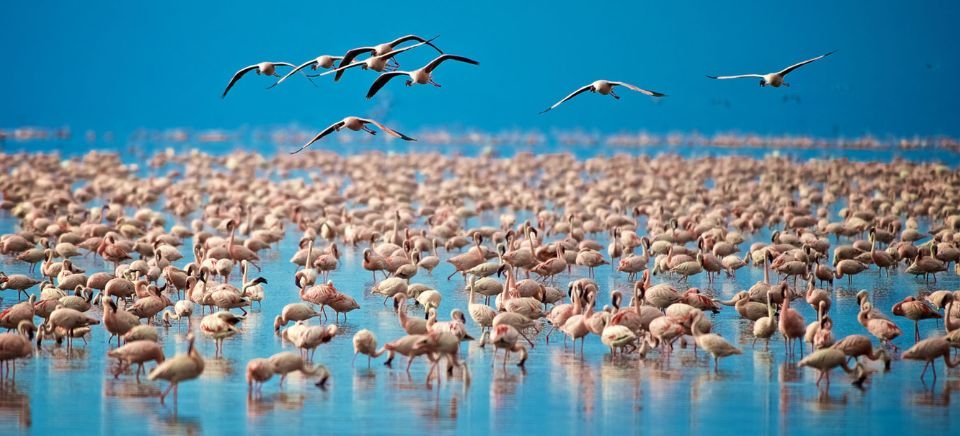 Lake Manyara National  Park