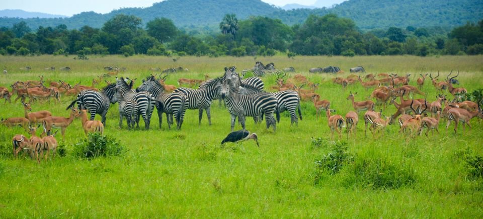 Mikumi National Park