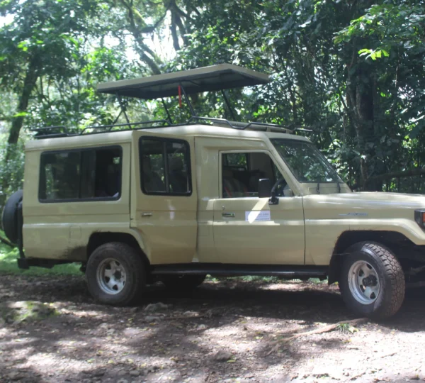 Maapeti Safari Gallery