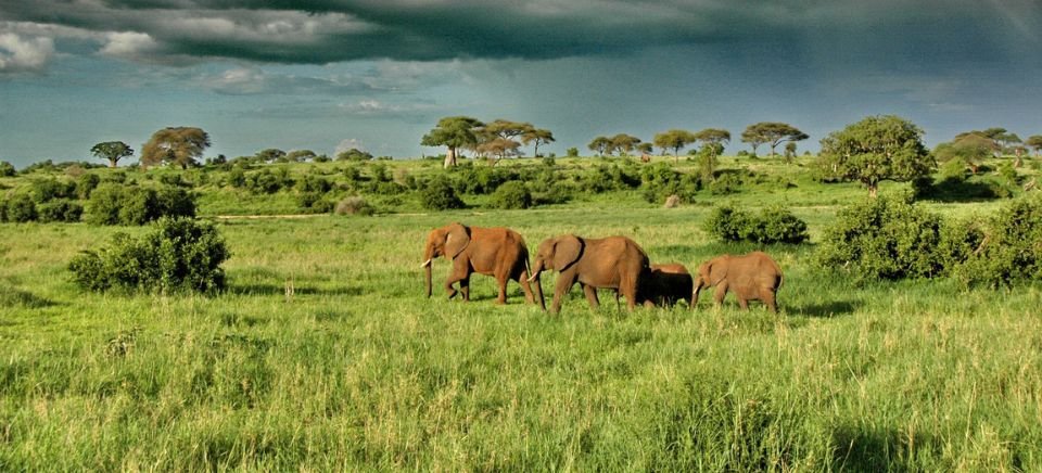 Tarangire national Park